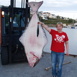 Halibut 120 kilo