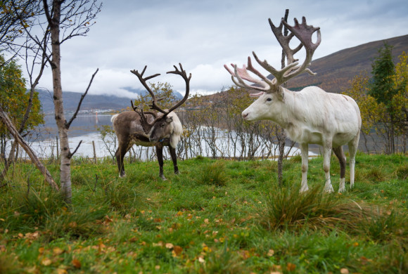 BK4_0427-25 копия.jpg