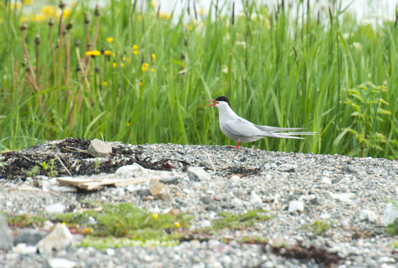 BK4_1205-236 копия.jpg